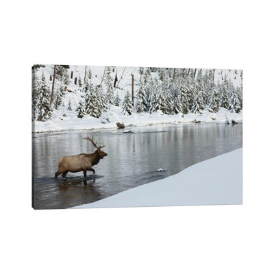 Bull Elk Crossing River by Ken Archer - Wrapped Canvas Print