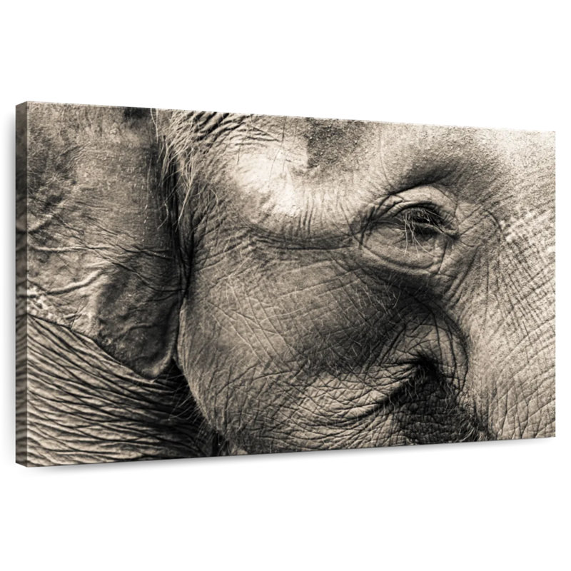Brampt Wrinkled Elephant Face, 30" H x 45" W