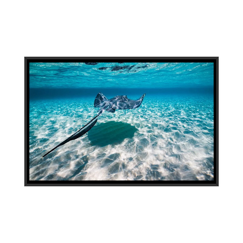 « southern stingrays on the sable », reproduction de photo sur toile, H 18 po x l 26 po x P 1,5 po, Toile avec cadre noir