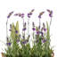 Arrangement de fleurs mélangées en pot