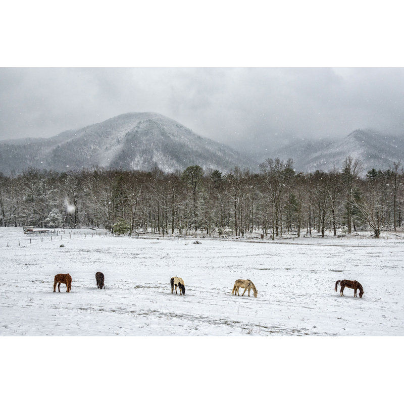 Aislynne, cinq chevaux pendant la chute de neige - photographie sur toile tendue, H 8 po x l 12 po