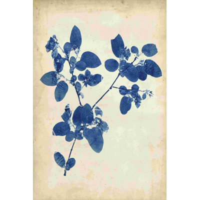 Indigo feuille étude V