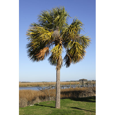 Palmetto by Davealan