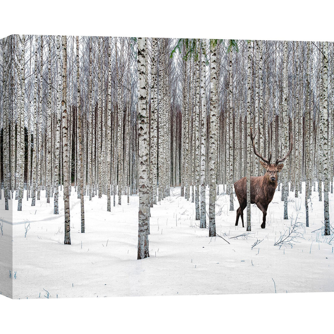 Leinwandbild Stag in Birch Forest, Norway