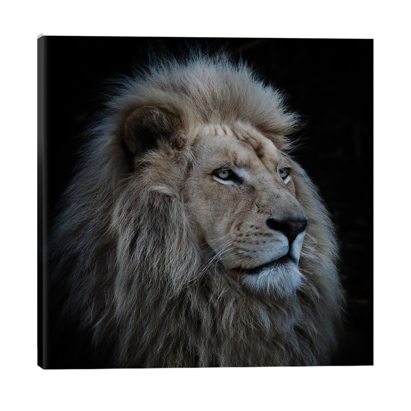 Proud Lion by Louise Wolbers - Wrapped Canvas Print, 45.72 cm H x 45.72 cm W x 3.175 cm D