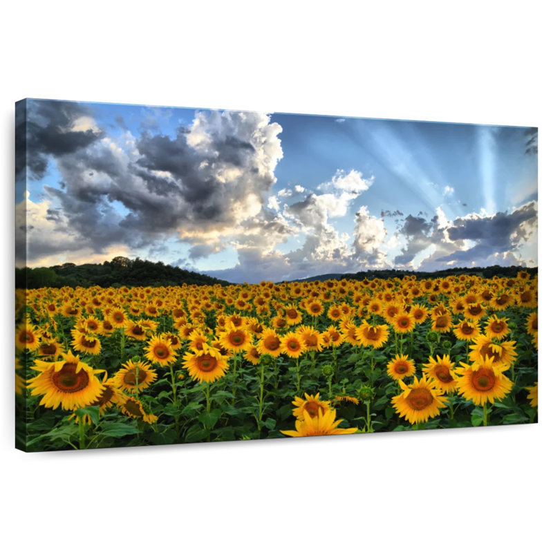 Champ de tournesols toscan Alvord, H 24 po x l 36 po