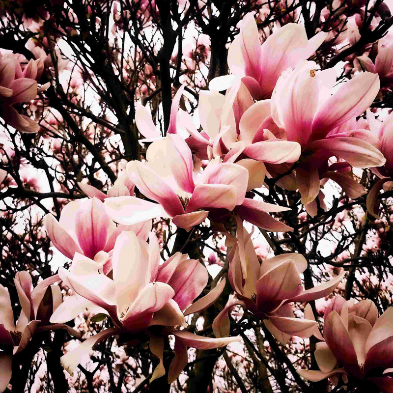 Magnolia 7 - Photographie sur toile tendue, H 12 po x l 12 po