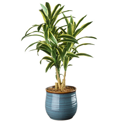 Plante dracaena artificielle 21 po en pot