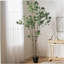 ARBRE À PIERIS 240CMTIFTIFS-954770911