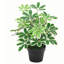 55cm Faux Plant in Pot Liner