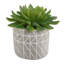 Succulent plante en pot 2 pièces