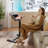 Modern Mobile Study Desk