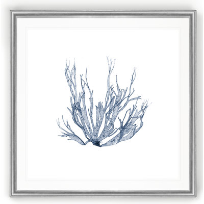 Marine Seaweed IV - mat et encadré sous verre, art mural côtier pour le salon