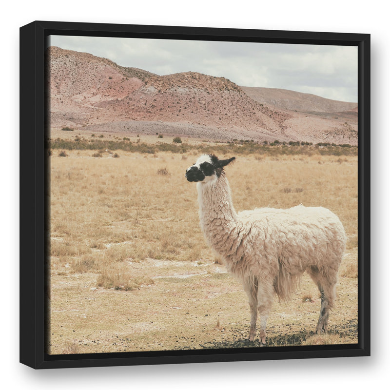 Lama dans un champ, H 21,75 po x l 21,75 po x P 1,75 po