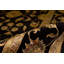 Dharma Oriental Area Rug