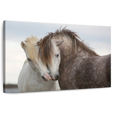 Hardie Nuzzling Horses