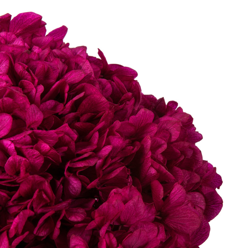 Hortensia naturel 15 "avec plusieurs branches, Natural Botanicals, Merlot