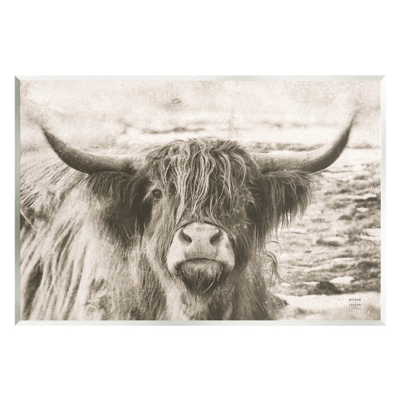 Vache Highland, H 10 po x l 15 po x P 0,5 po