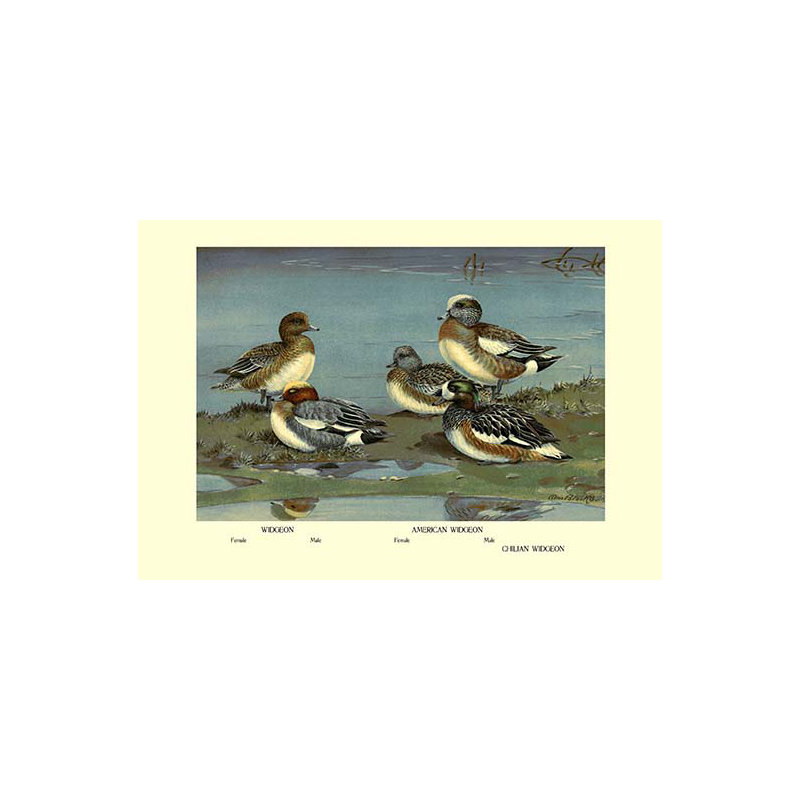 « widgeon ducks » par allan brooks, impression