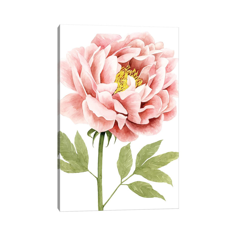 Watercolour Peony I - Wrapped Canvas Print, 20.32 cm H x 30.48 cm W