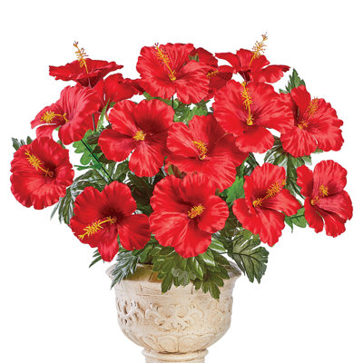 Buissons d'hibiscus
