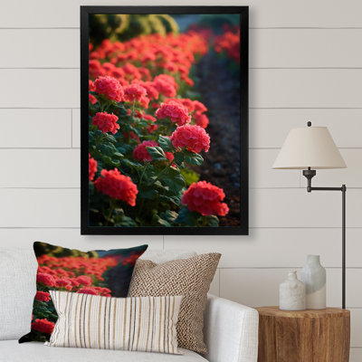 " Photo Og Geraniums Field "