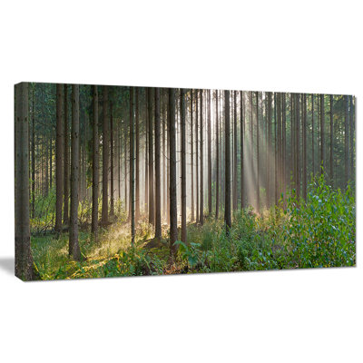 Paysage, forêt verte dans une brume, photographie sur toile - Forêt brumeuse
