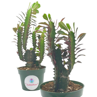 African Milk Tree Euphorbia Trigona 4 Inch Pot Red Original Color African Mil