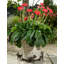 Arcadia Weather Resistant Planter Feet