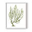 Coral Souvenirs III, reproduction encadrée - bois massif-195195591-195195590