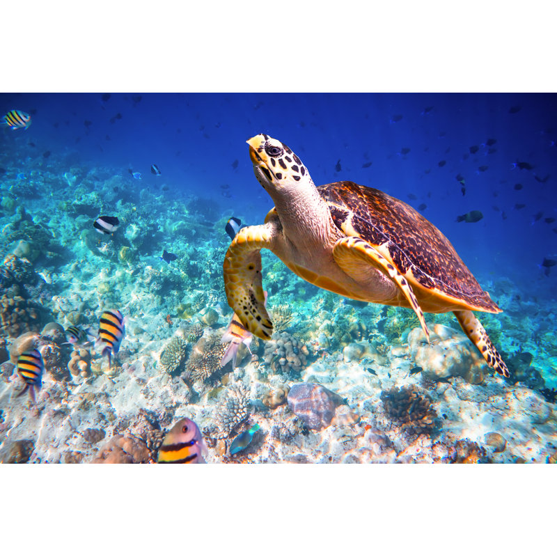 Hawksbill Turtle - Eretmochelys Imbricata by Cookelma - Wrapped Canvas Print, 51cm H x 76cm W