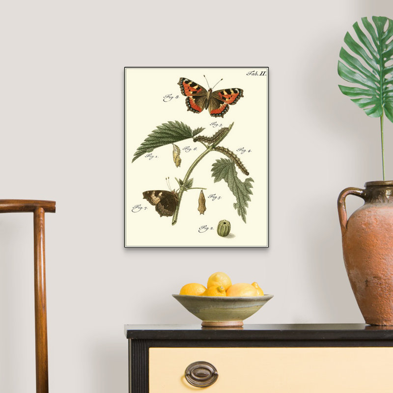 «Butterfly Metamorphosis I» par Studio Vision - reproduction d'art sur toile, Toile tendue, H 20 po x l 16 po x P 1 po