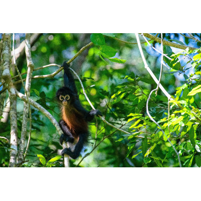 " Geoffroy's Spider Monkey " by Dave Hamilton
