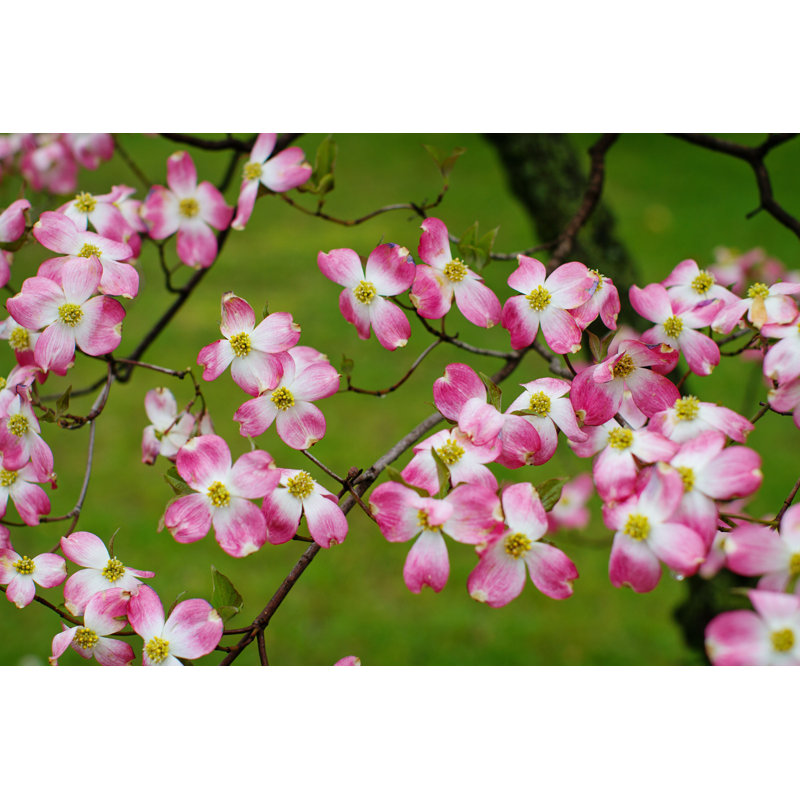 Deirore Dogwood In Spring - Photographie sur toile tendue, H 8 po x l 12 po