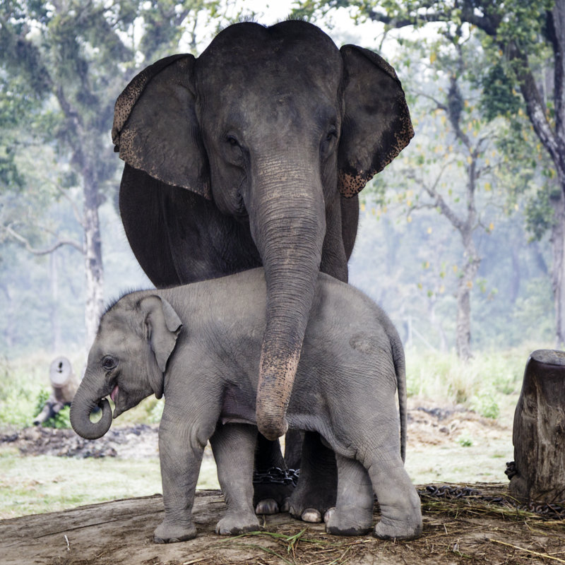 Elephants 874078726, 51cm H x 51cm W
