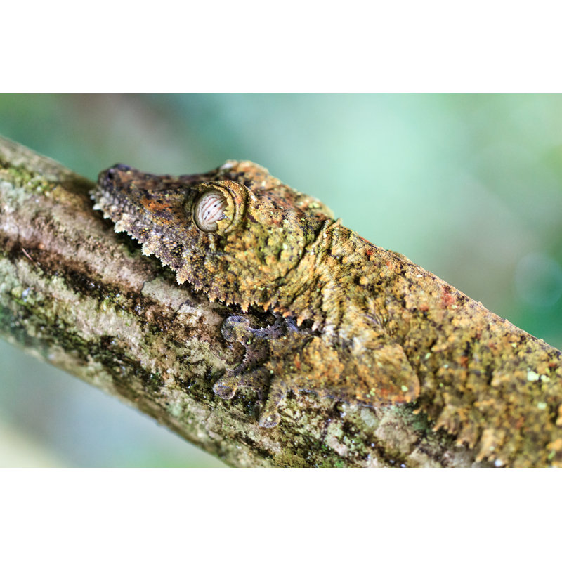 Kendall Side Portrait Of Gecko by Dennisvdw - Wrapped Canvas Print, 81cm H x 122cm W x 3.8cm D
