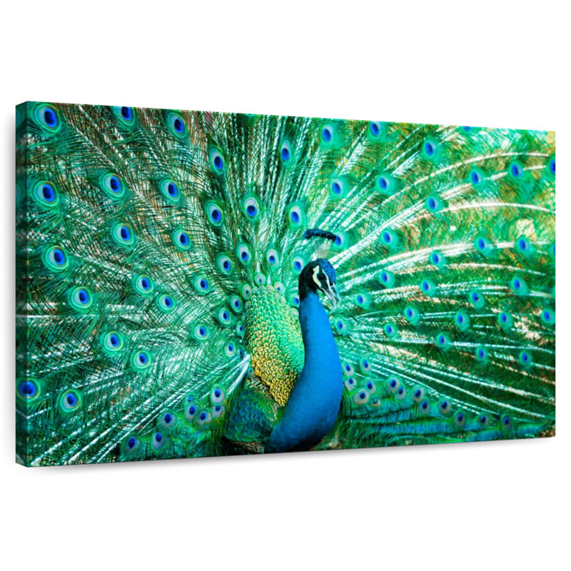 Crowle Peacock Portrait