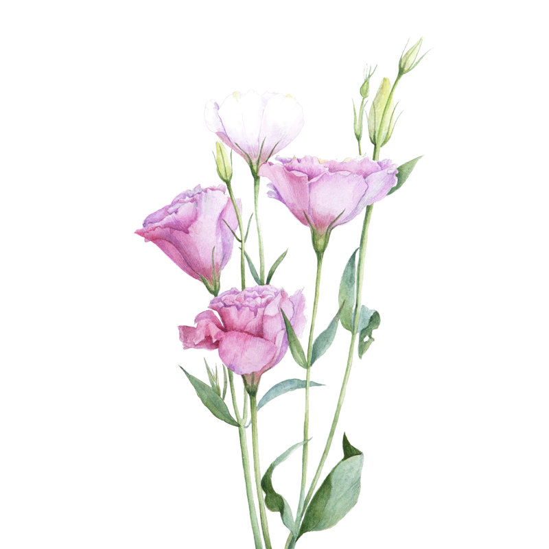 Lisianthus Flowers by Evgeniya Ivanova - Wrapped Canvas Painting, 30cm H x 30cm W x 3.8cm D