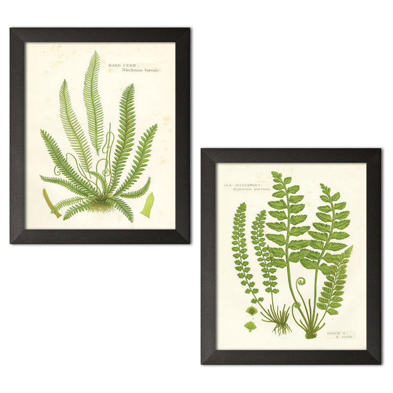 «Fern I & II» par Gwendolyn Babbitt, ensemble de 2 reproductions d'impressions, H 16 po x l 12 po x P 0,75 po, Cadre noir