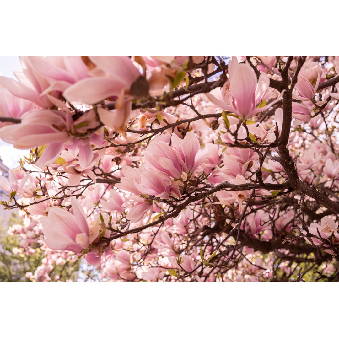 Blühender Magnolienbaum von Janiecbros - Druck