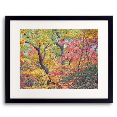Autumn Portrait Blue Ridge Parkway #2 Print by Bruce Heinemann