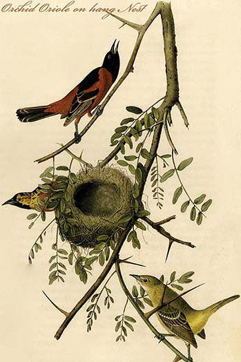 Orchidée oriole on hang nest par john audubon-impression d’art graphique, H 36 po x l 24 po x P 1,5 po