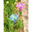 Piquet de jardin 39 po Beaslie-831569189
