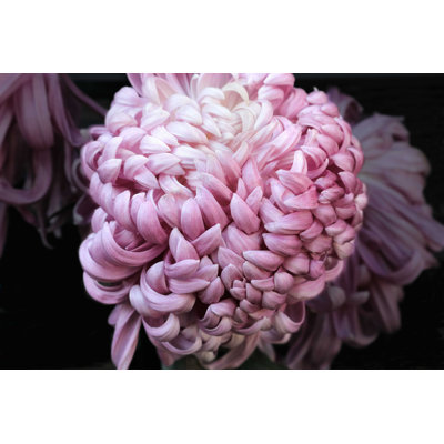 " Closeup Of Chrysanthemum "