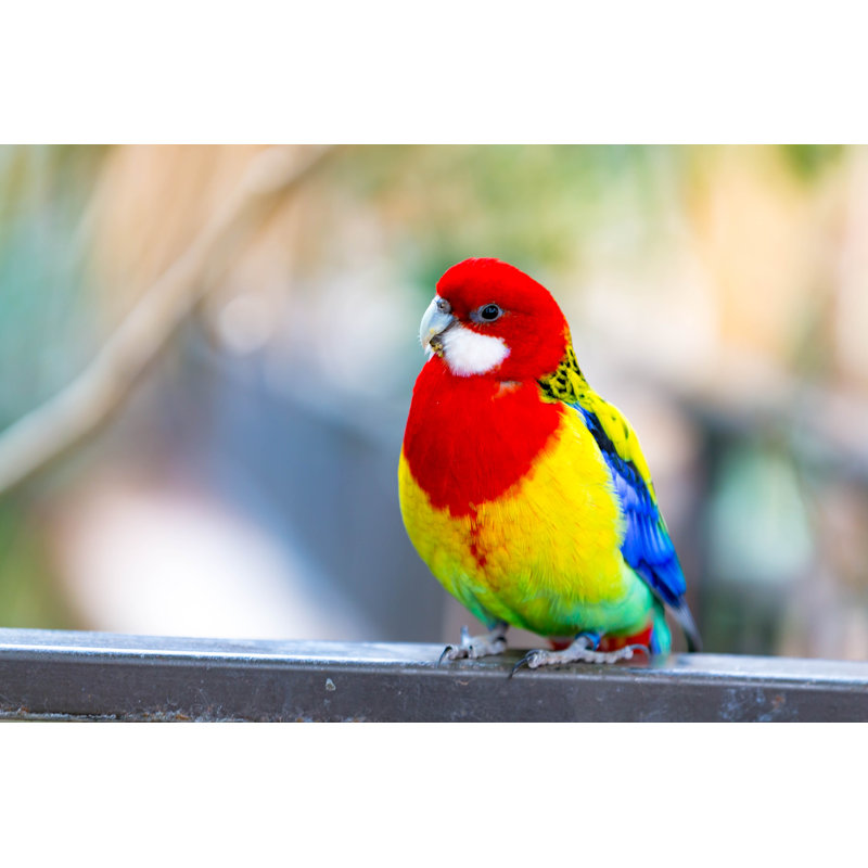 Eastern Rosella by Emranashraf - Wrapped Canvas Print, 81cm H x 122cm W