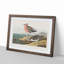 Red-Breasted Sandpiper by John James Audubon - Picture Frame Painting Print-55598562-55598563