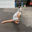 Statue kangourou Cyaira Wallaby