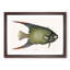 Angel Fish by Mark Catesby - Framed Print-55545180-55545181