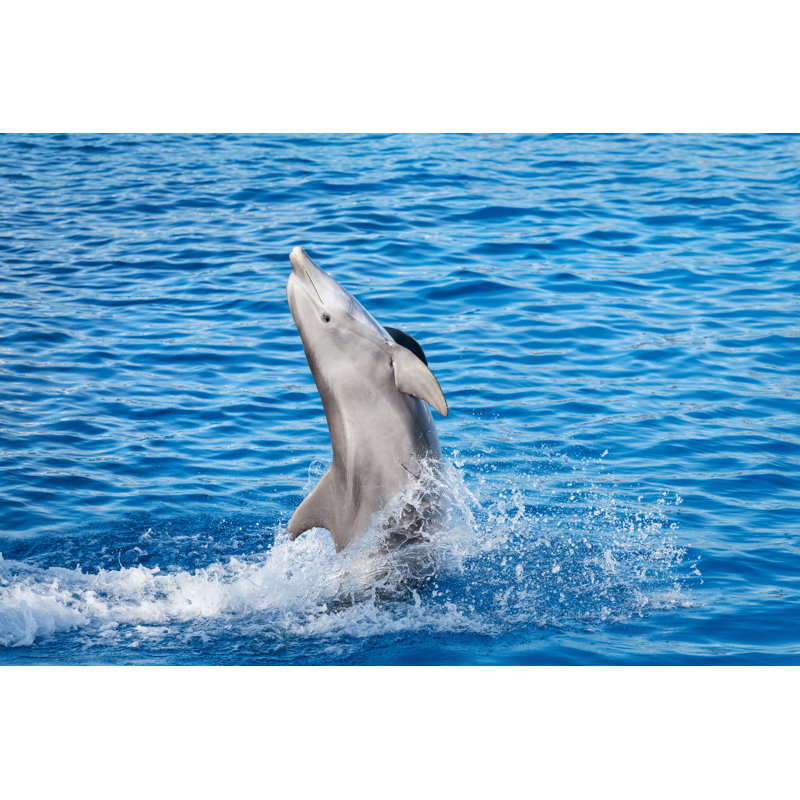 Dolphin Jump 170458092, 30cm H x 46cm W