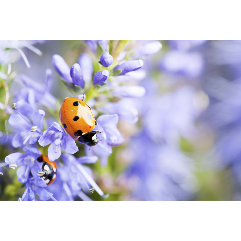Lady Bugs On Blue Veronica by Christopherbernard - Wrapped Canvas Print, 20cm H x 30cm W